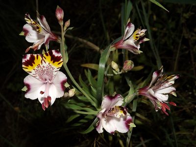 Alstroemeria pulchra, photographed by Asiel Olivares