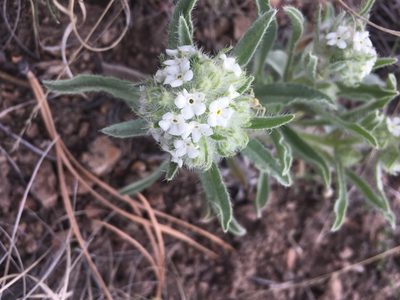 Oreocarya thyrsiflora, photographed by lejones417