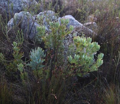 Leucadendron arcuatum, photographed by Tony Rebelo