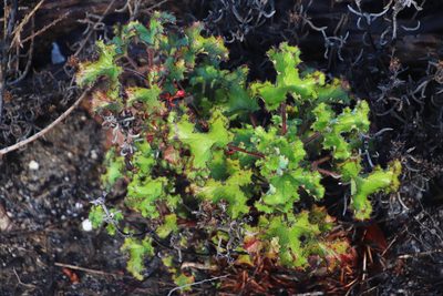 Pelargonium sublignosum, photographed by Tony Rebelo
