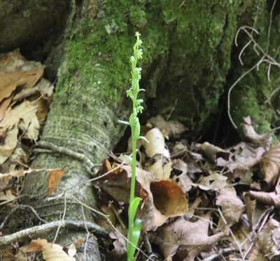 Platanthera aquilonis, photographed by er-birds