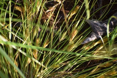 Carex sychnocephala, photographed by Syd Cannings