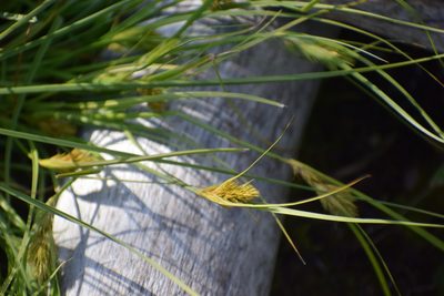 Carex sychnocephala, photographed by Syd Cannings