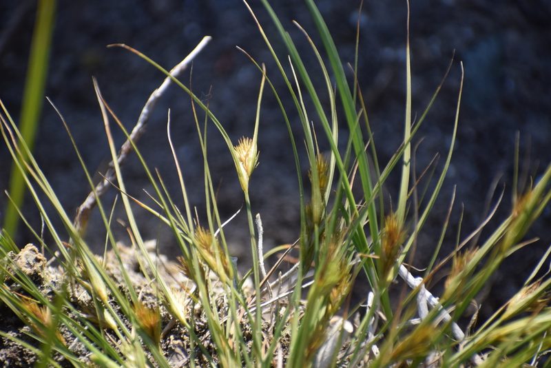 Carex sychnocephala, photographed by Syd Cannings