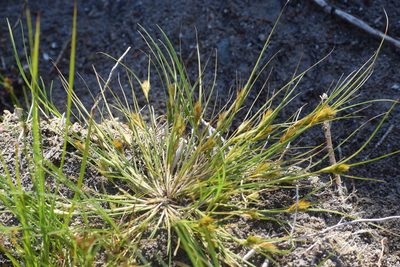 Carex sychnocephala, photographed by Syd Cannings