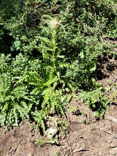 Cirsium funkiae, photographed by Craig Martin