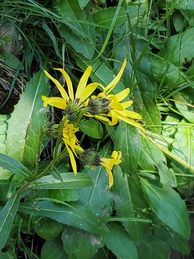 Senecio amplectens, photographed by Craig Martin
