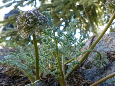 Oreonana purpurascens, photographed by rjs