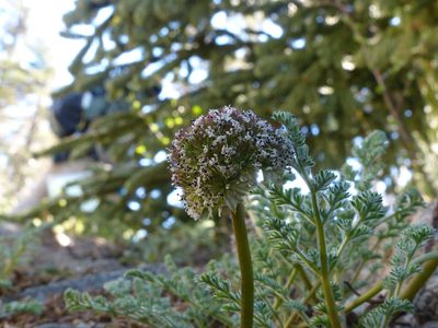 Oreonana purpurascens, photographed by rjs