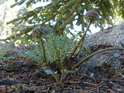 Oreonana purpurascens, photographed by rjs