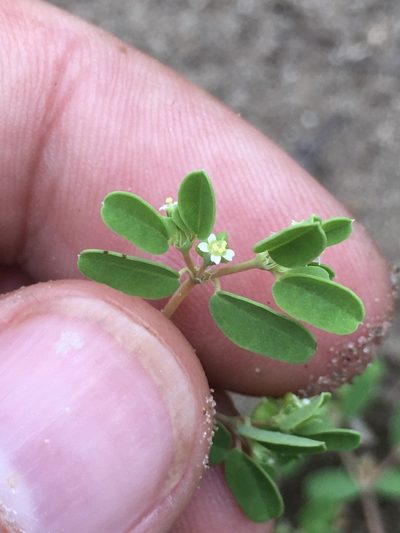 Euphorbia geyeri, photographed by Rose Zappa