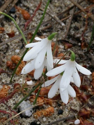 Acis trichophylla, photographed by Wouter Koch