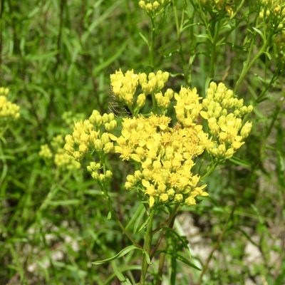 Solidago nitida, photographed by Laura Clark