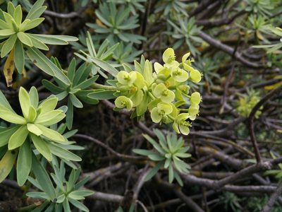 Euphorbia pedroi, photographed by Wouter Koch