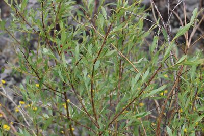 Salix planifolia, photographed by Suzanne Carriere