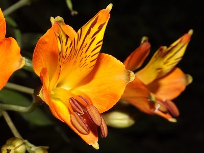 Alstroemeria ligtu, photographed by Asiel Olivares