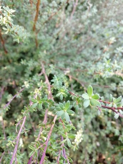 Kunzea amathicola, photographed by Andy McKay
