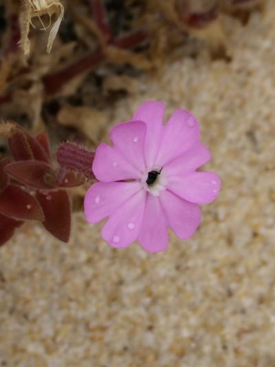 Silene littorea, photographed by Wouter Koch