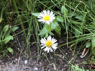 Erigeron coulteri, photographed by Miguel Vieira