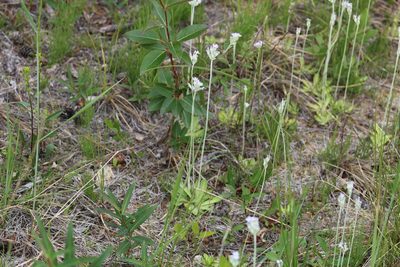 Primula incana, photographed by Suzanne Carriere