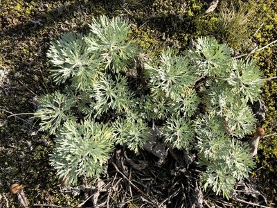 Artemisia alaskana, photographed by Jason Grant