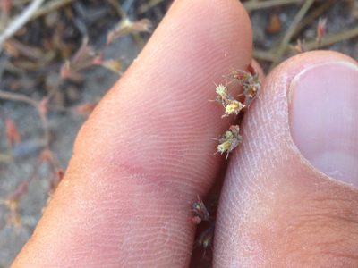 Sidotheca caryophylloides, photographed by Adam J. Searcy