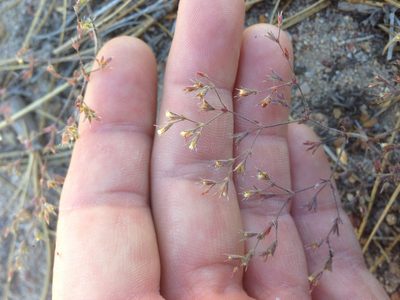 Sidotheca caryophylloides, photographed by Adam J. Searcy