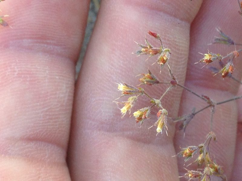 Sidotheca caryophylloides, photographed by Adam J. Searcy