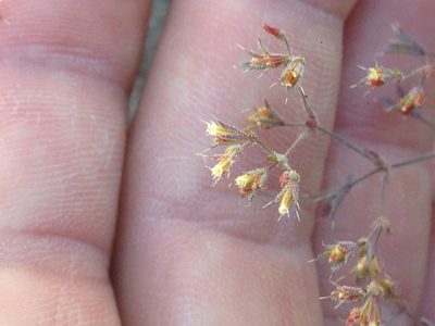 Sidotheca caryophylloides, photographed by Adam J. Searcy
