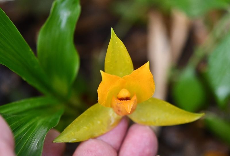 Lycaste cruenta, photographed by Neptalí Ramírez Marcial