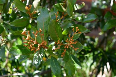 Phippsiomeles matudae, photographed by Neptalí Ramírez Marcial