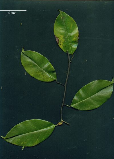 Ruptiliocarpon caracolito, photographed by Eduardo Chacón Madrigal
