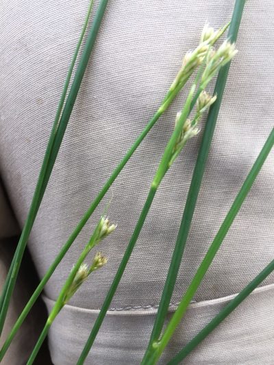 Juncus subnodulosus, photographed by Andre Hosper