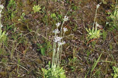 Primula incana, photographed by Suzanne Carriere