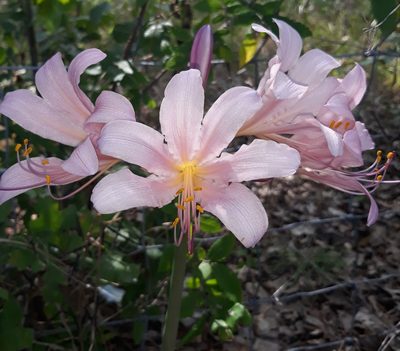 Lycoris squamigera, photographed by Shaunda McCracken