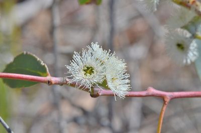 Eucalyptus tenuiramis, photographed by James (Jim) Duggan