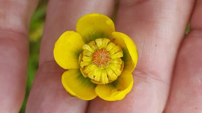 Nuphar microphylla, photographed by Norma Malinowski