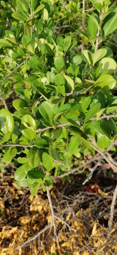 Diospyros ferrea, photographed by Nandini Rajamani