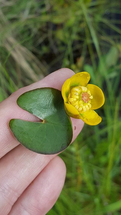 Nuphar microphylla, photographed by Norma Malinowski