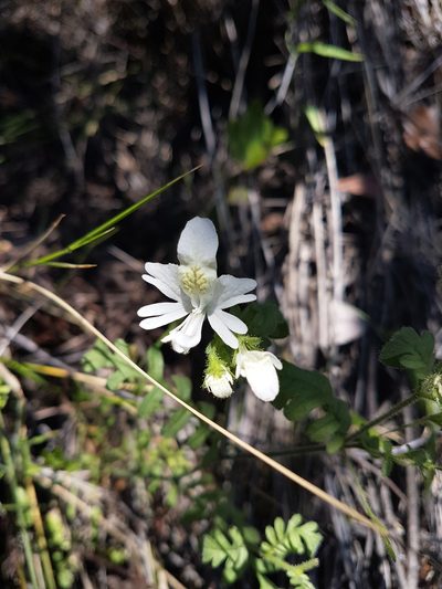 Schizanthus pinnatus, photographed by Javier Conejeros Gastó