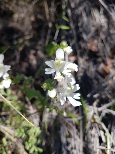 Schizanthus pinnatus, photographed by Javier Conejeros Gastó