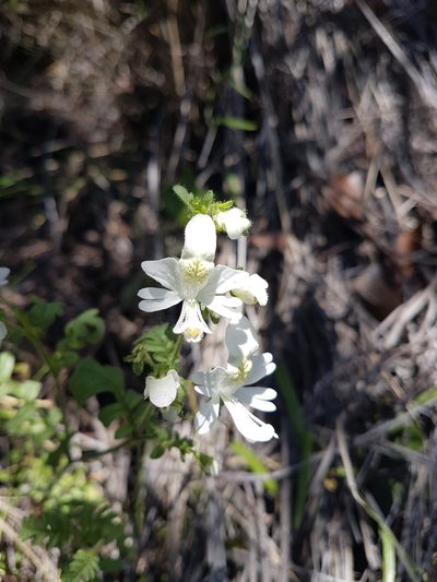 Schizanthus pinnatus, photographed by Javier Conejeros Gastó