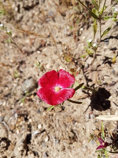 Clarkia tenella, photographed by Javier Conejeros Gastó