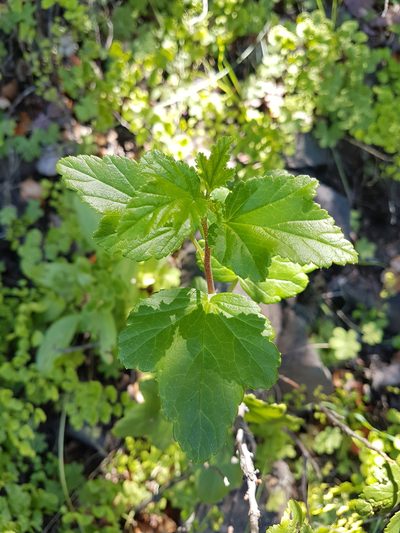 Ribes punctatum, photographed by Javier Conejeros Gastó