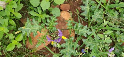 Solanum virginianum, photographed by Nandini Rajamani