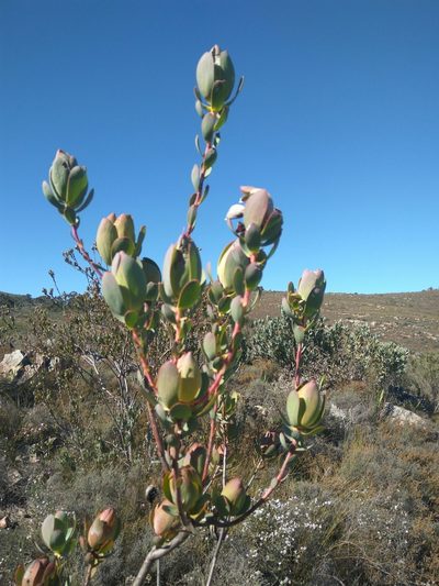 Leucadendron discolor, photographed by marius