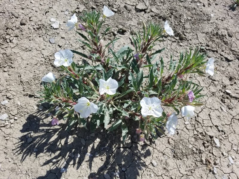 Oenothera harringtonii, photographed by Paul Hurtado