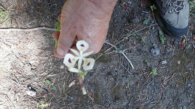 Calochortus eurycarpus, photographed by rdclark86