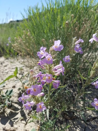 Penstemon auriberbis, photographed by Paul Hurtado