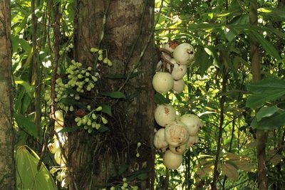 Syzygium cormiflorum, photographed by dhfischer